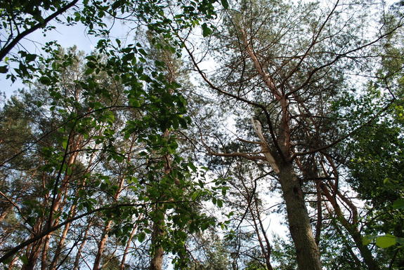 korona drzew