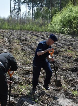 Zdjęcie przedstawia komendanta sadzącego drzewa